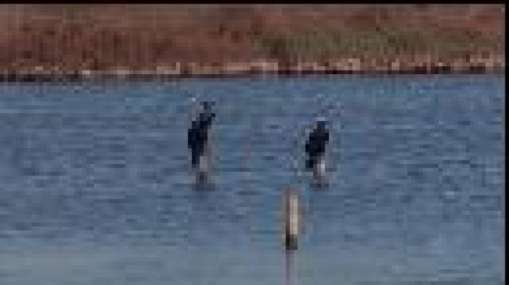 La sequera provoca un descens important d'aus aquàtiques a l'Albufera de Mallorca