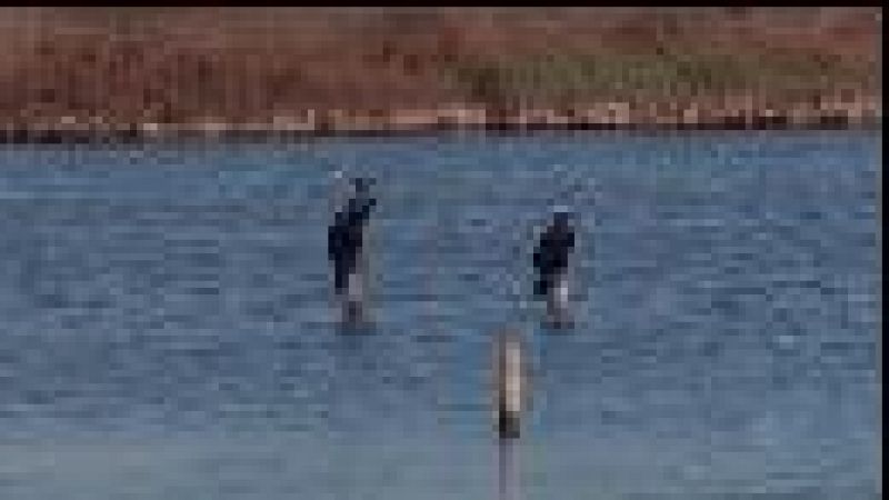 La sequera provoca un descens important d'aus aquàtiques a l'Albufera de Mallorca