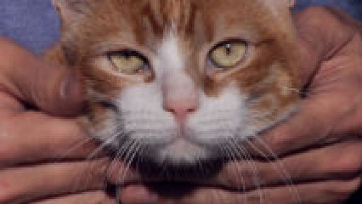 Aquí la Tierra - Gatitos que buscan un hogar