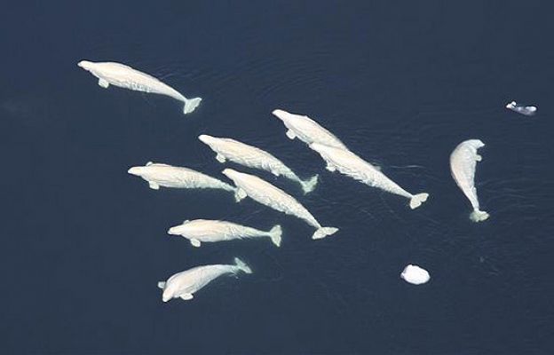 Ballenas varadas en Tasmania