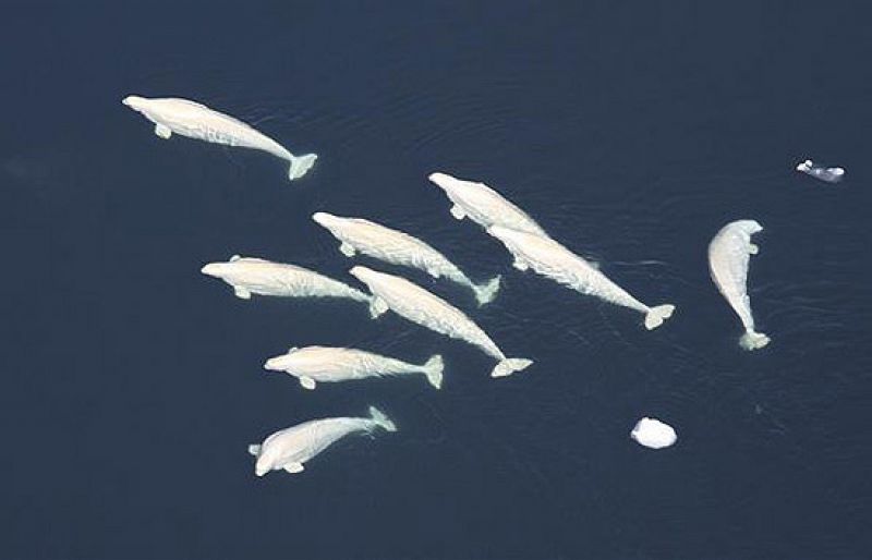 Un grupo de ballenas, varado en Tasmania