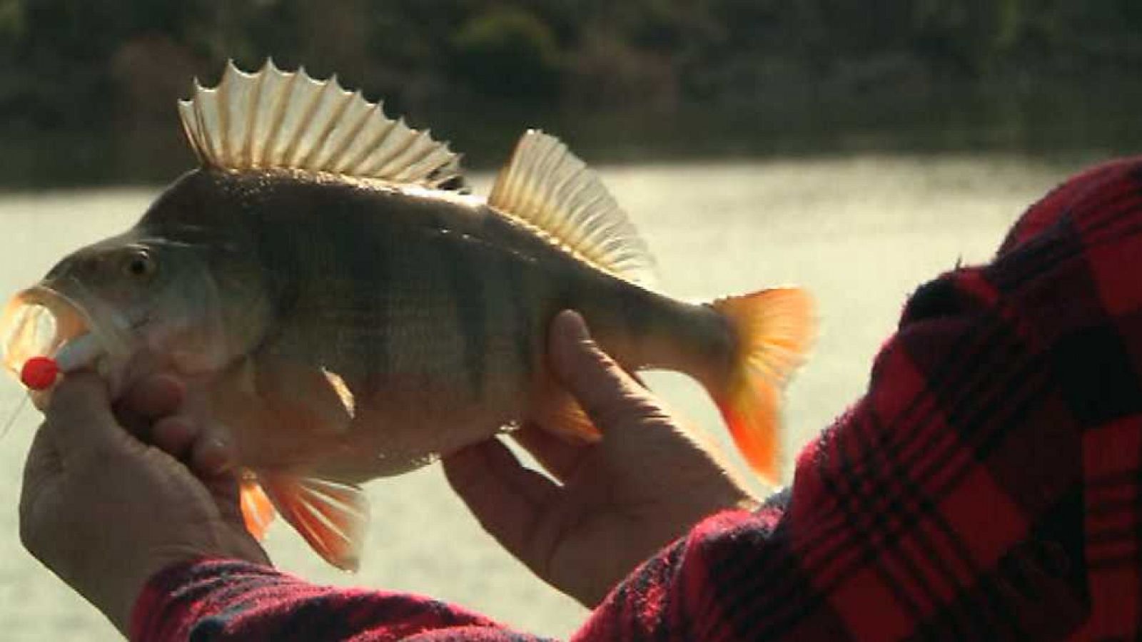 Jara y sedal - Pesca invierno en Mequinenza