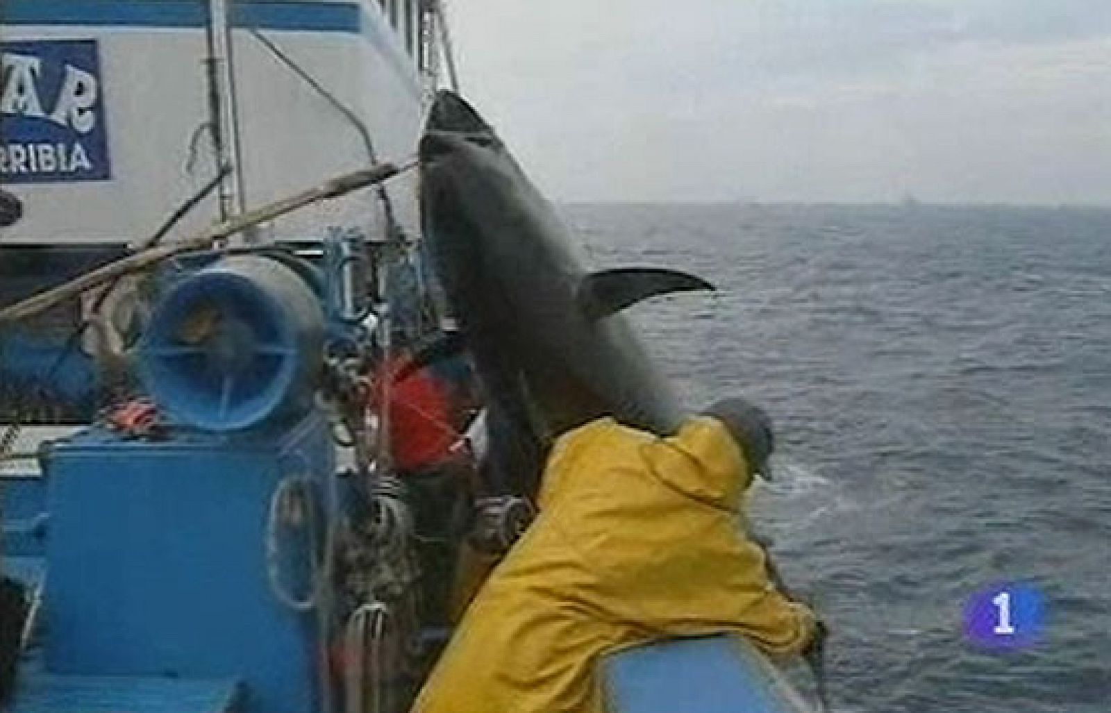 Recta final para salvar al atún rojo