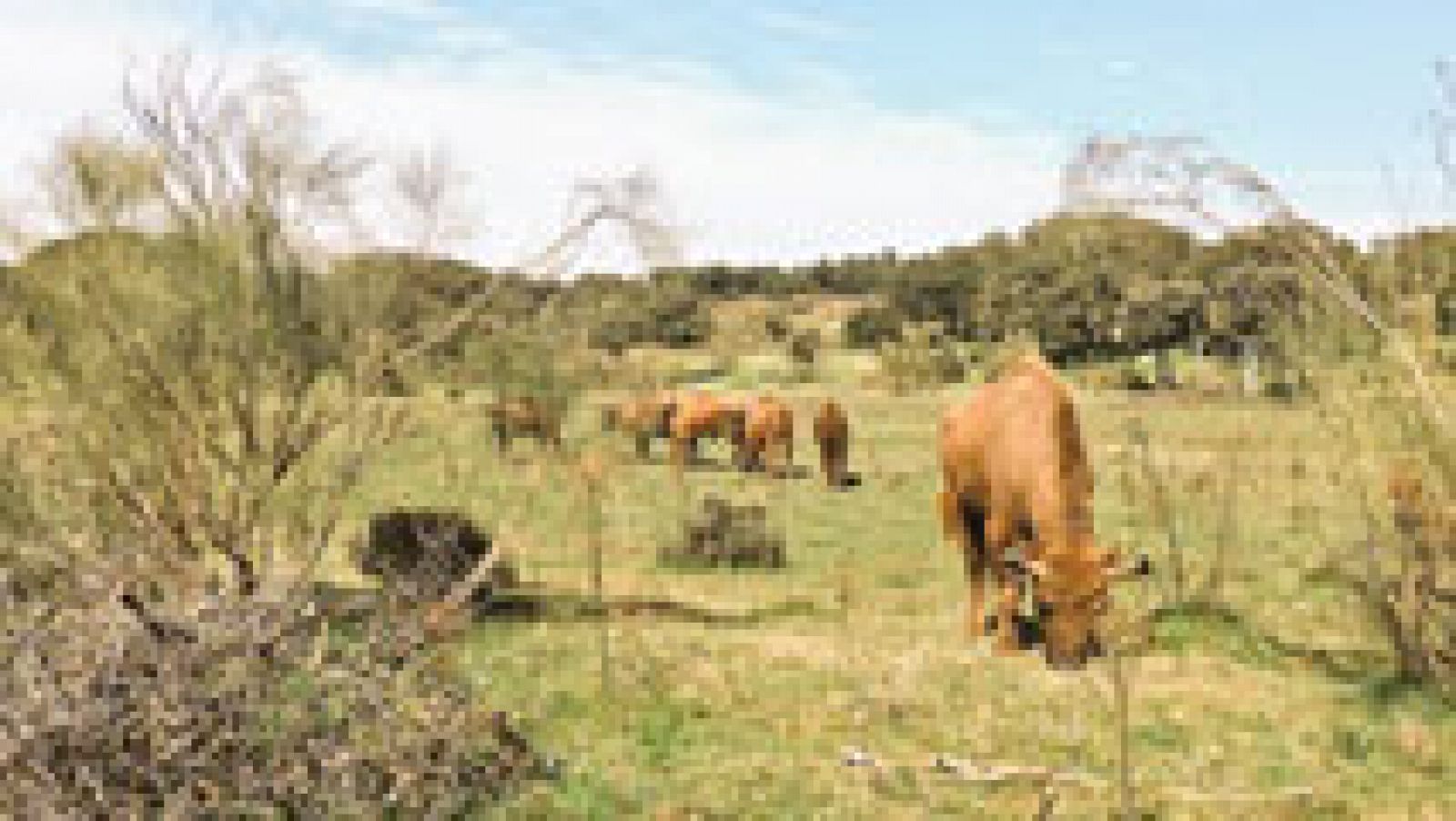 Bisontes en Extremadura