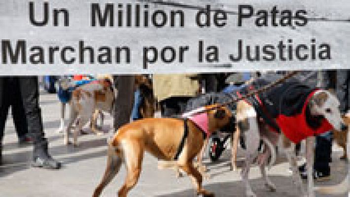 Numerosas ONG piden una ley estatal de protección animal