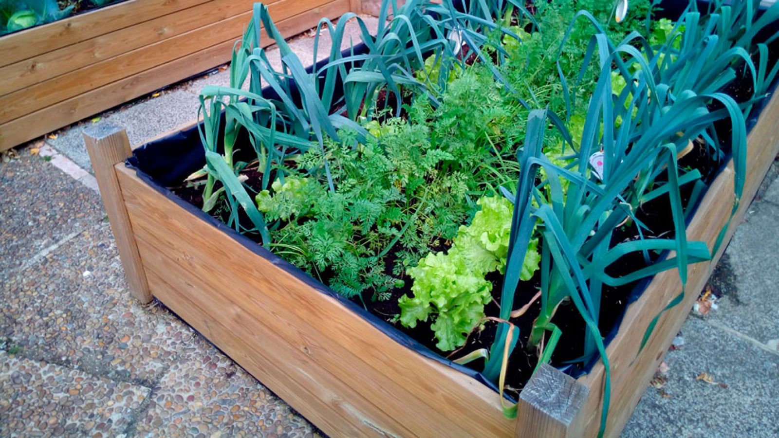 Hospitales montan huertos como terapia para sus pacientes