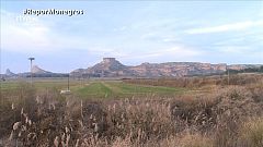 La alfalfa monegrina inunda el mercado chino