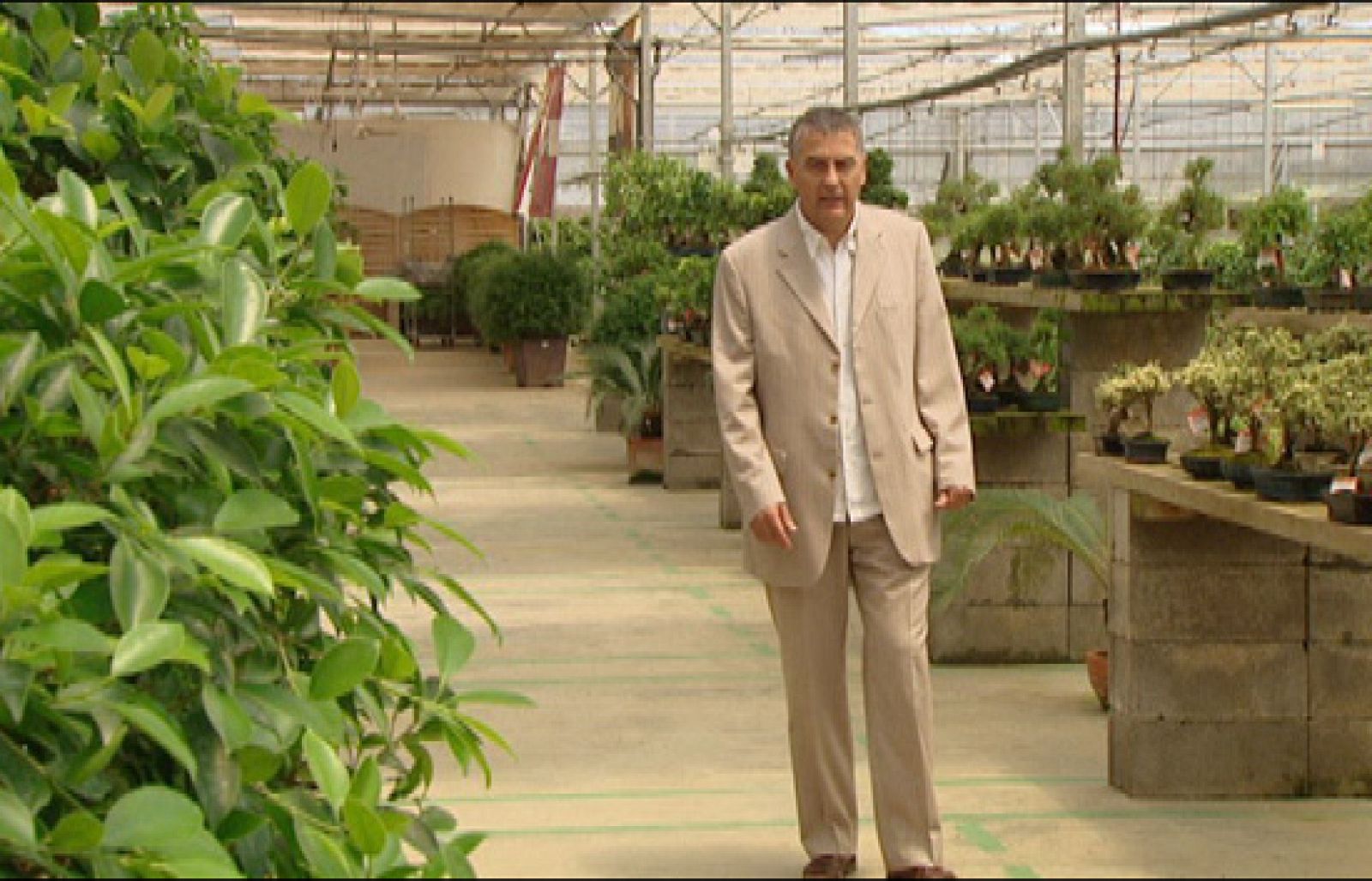 Fábrica de ideas - Imita: Mistral Bonsai | Ver