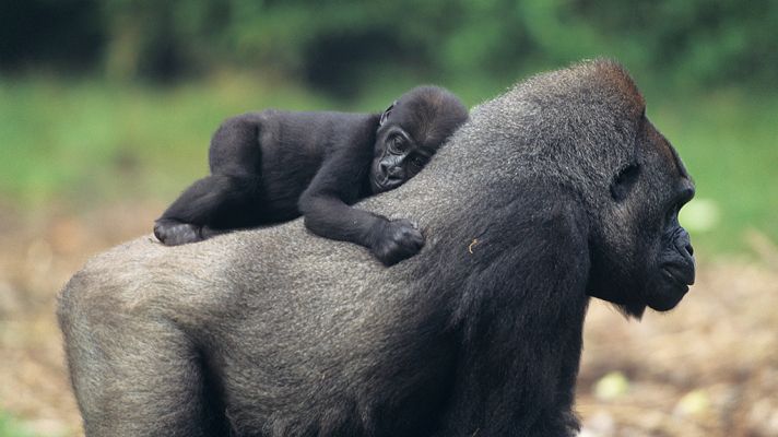 Mamás del reino animal: Bebés