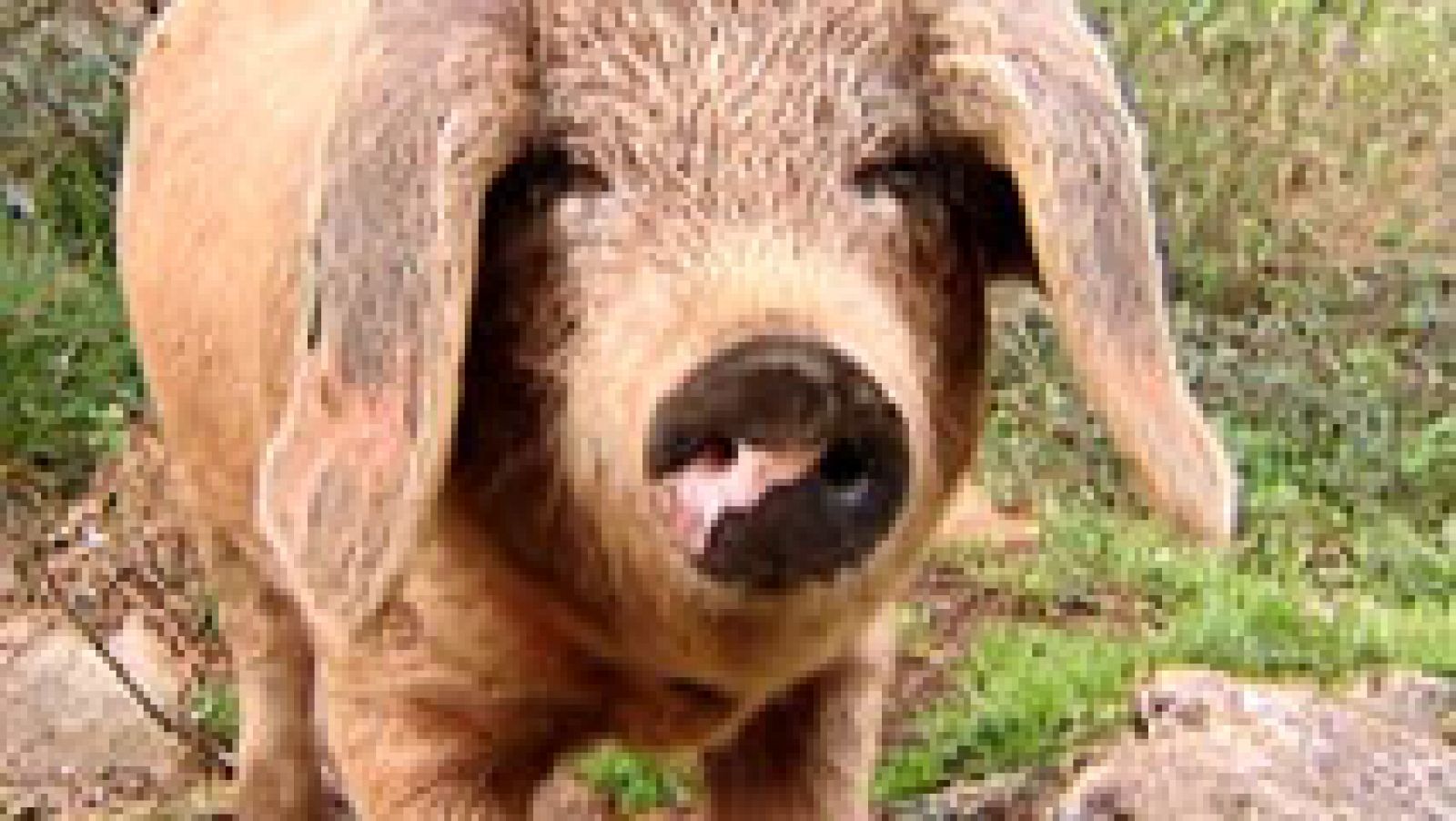 España Directo: El gochu, un cerdo muy apreciado | RTVE Play
