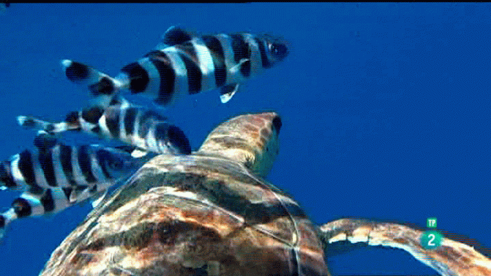 La aventura del Saber - Alnitak