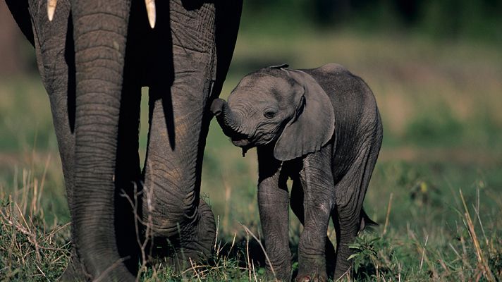 Mamás del reino animal: Primeros pasos