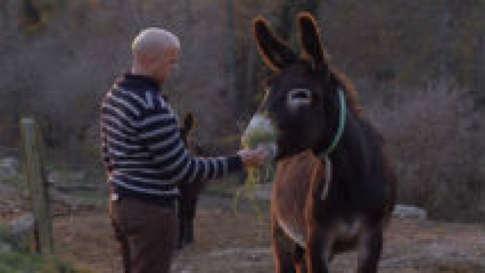 Burros en peligro de extinción 