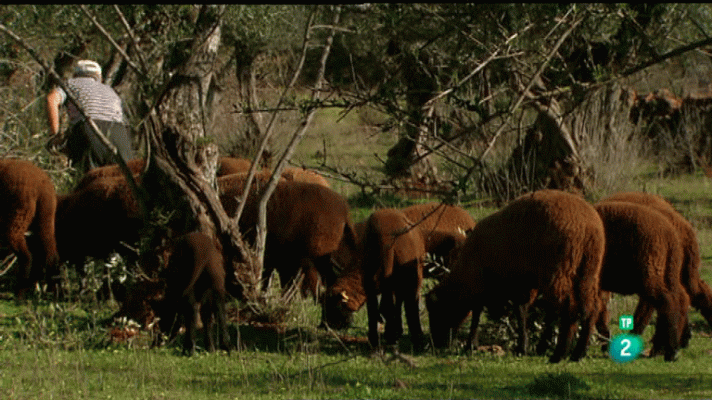 La aventura del Saber - Laneras