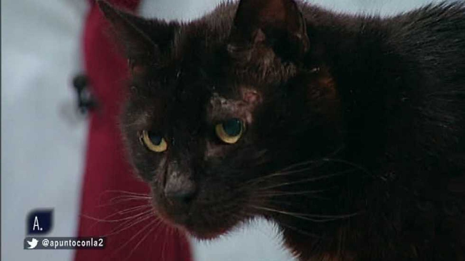 A punto con La 2 - 15/02/16 - ver ahora