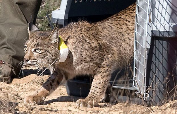 Liberan un lince en Doñana