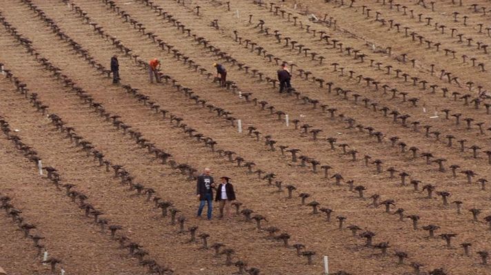 Aquí la Tierra - Gachas de mosto