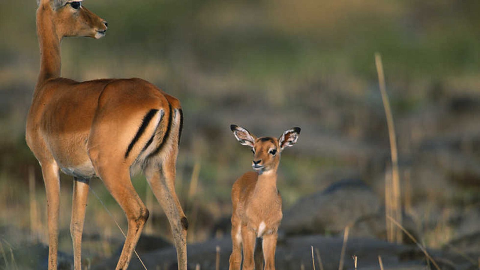 Documenta2 - Venir al mundo - ver ahora