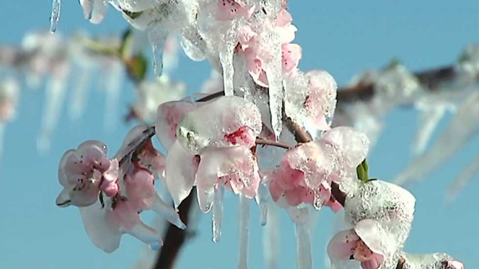 Agrosfera - 20/02/16 - Ver ahora