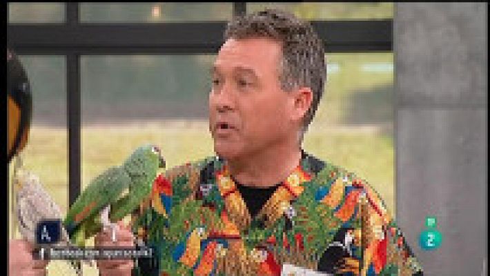 A punto con La 2 - Los loros