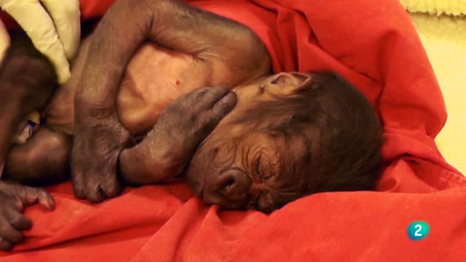 La 2 Noticias - El nacimiento por cesárea de un gorila que ha emocionado a los británicos