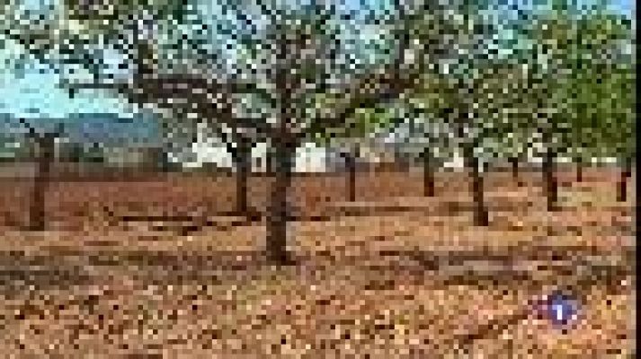 Informatiu Balear - Perduda la collita de farratge d'Eivissa