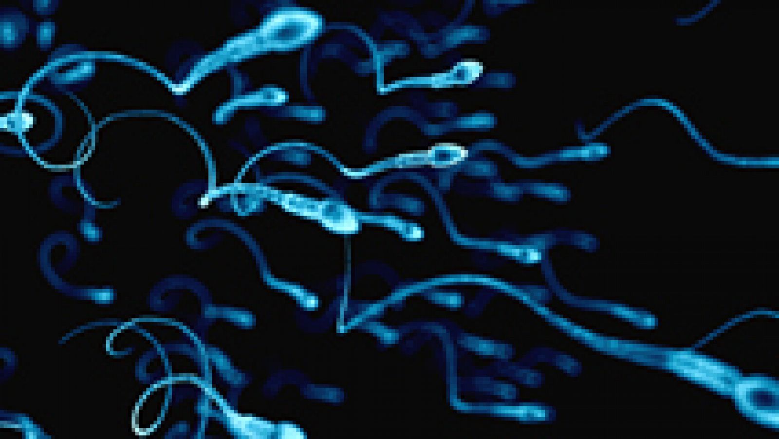 Científicos chinos consiguen por primera vez crear células de esperma de ratón en laboratorio