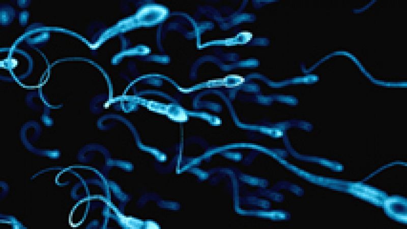 Científicos chinos consiguen por primera vez crear células de esperma de ratón en laboratorio