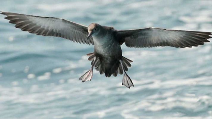 La aventura del Saber - La aventura del saber - 29/02/16