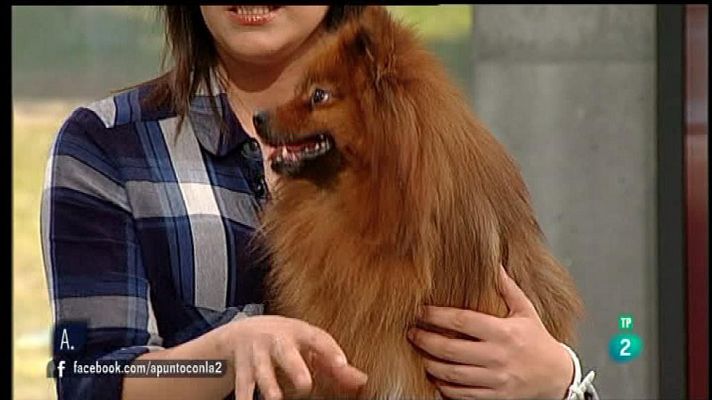 A punto con La 2 - ¿Por qué un perro adulto orina en casa?