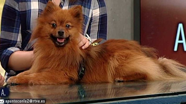 A punto con La 2 - A punto con La 2 - 29/02/16