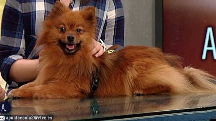 A punto con La 2 - A punto con La 2 - 29/02/16