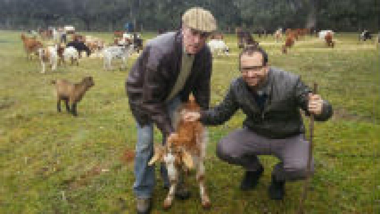 Cabras fuera de lo común