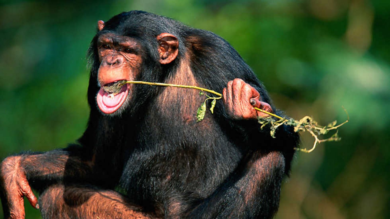 Grandes documentales - Descubriendo a los monos: Asuntos de familia