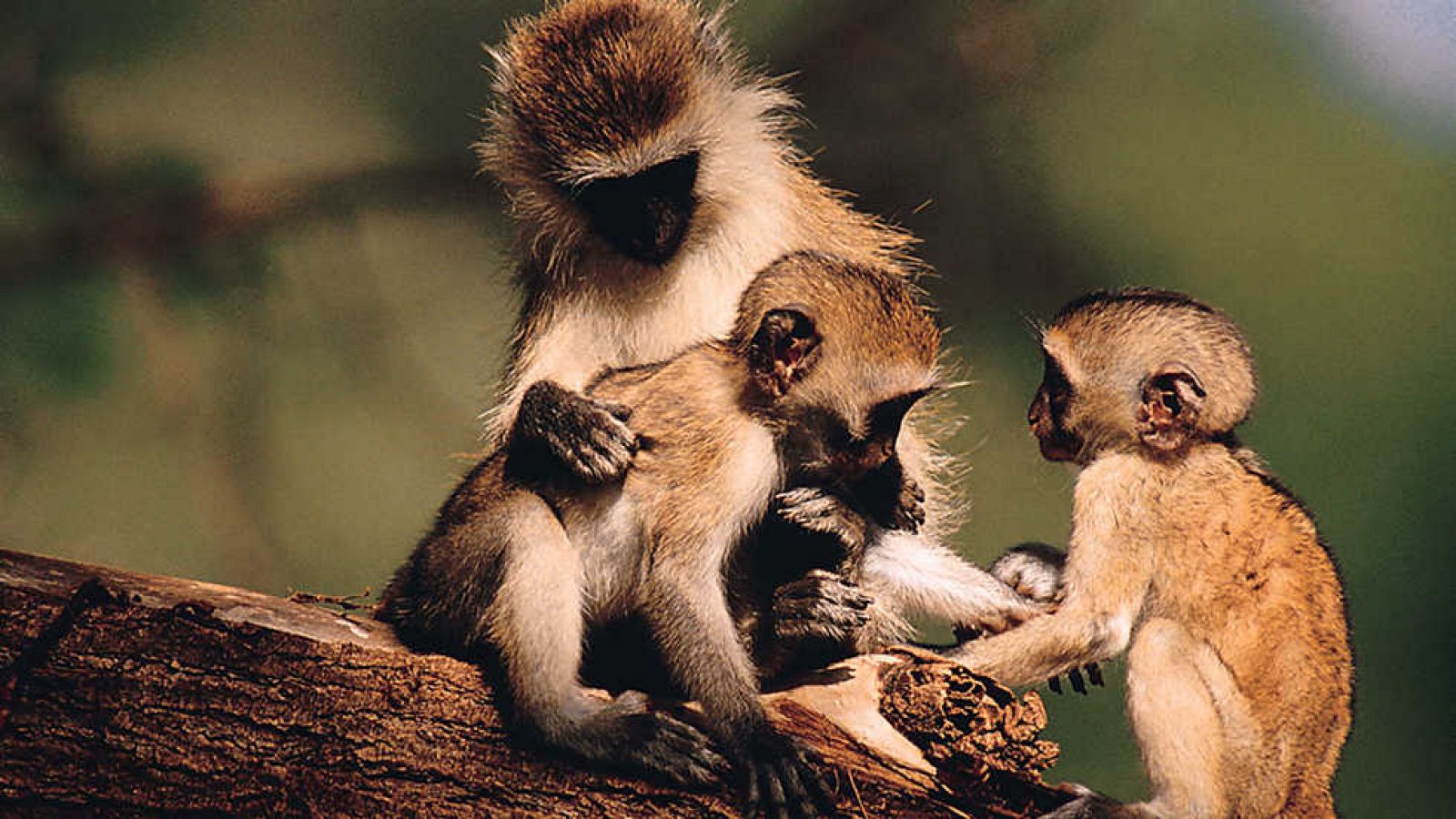 Grandes documentales - Descubriendo a los monos: Cerebros pensantes