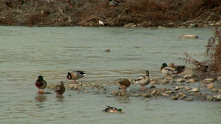 Aquí la Tierra - Un balneario plumífero