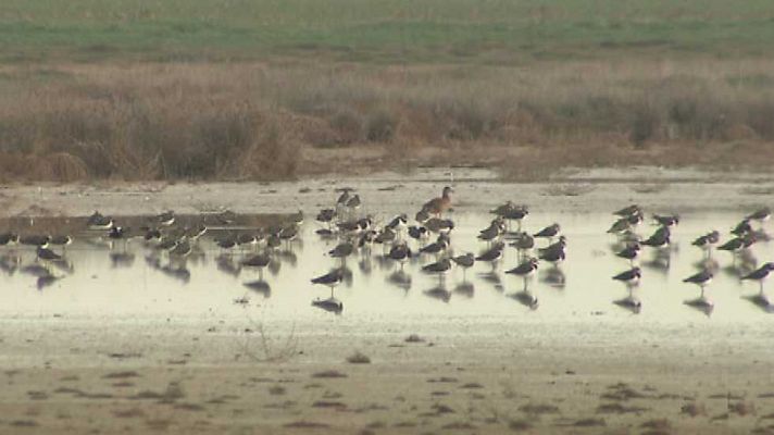 El escarabajo verde - Recuento al amanecer