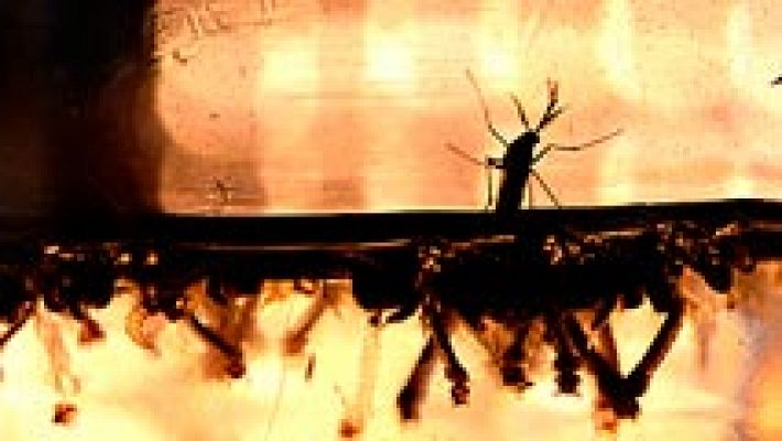 Telediario 1 - El virus del Zika afecta al crecimiento y el funcionamiento de las células de la corteza cerebral, según un estudio
