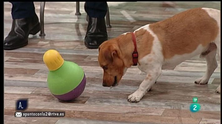 A punto con La 2 - Mascotas mentalmente activas