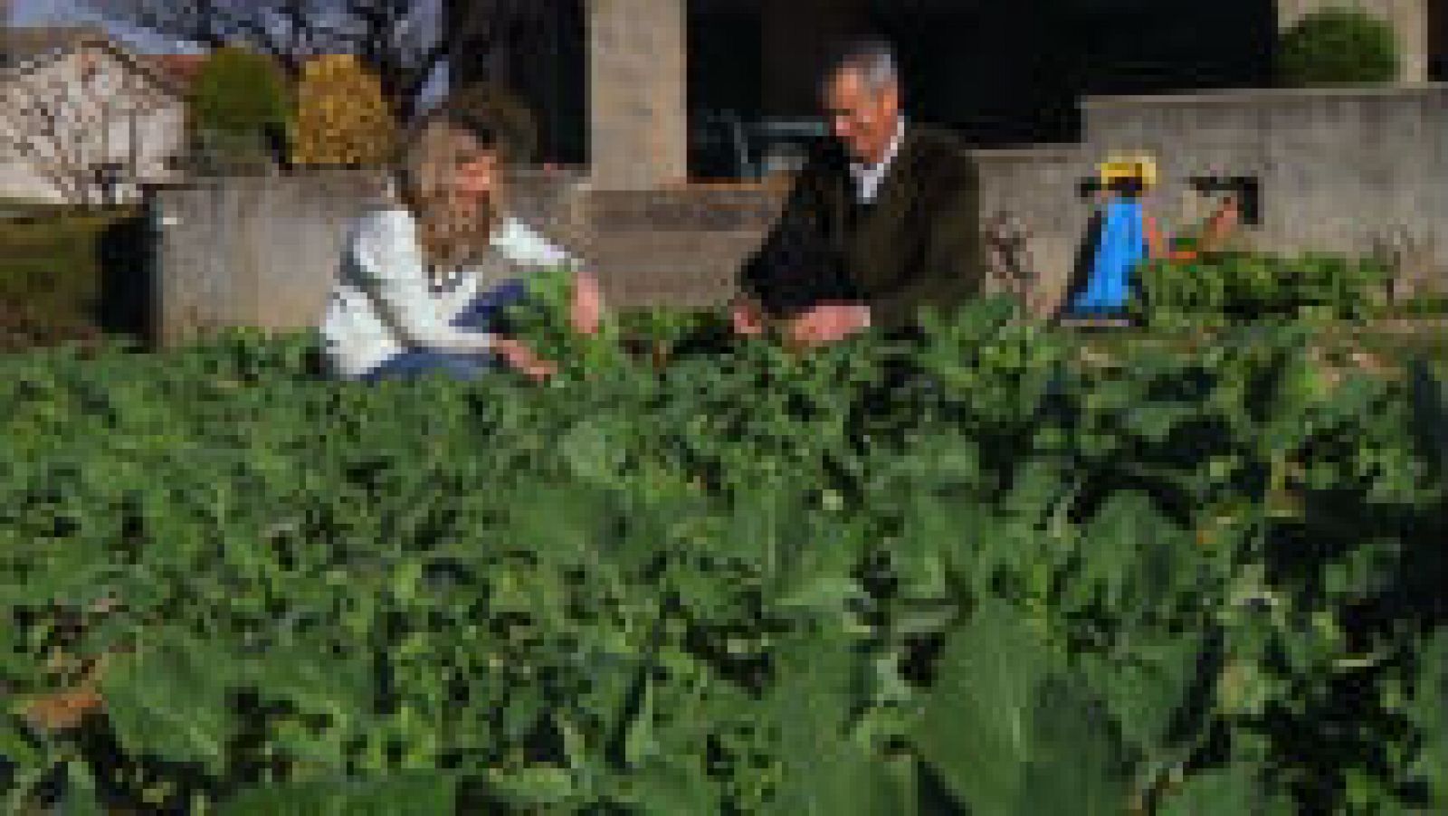 Nabos negros, variedad de montaña