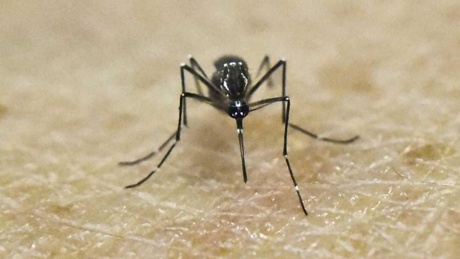 España en 24 horas - 08/03/16 - Ver ahora