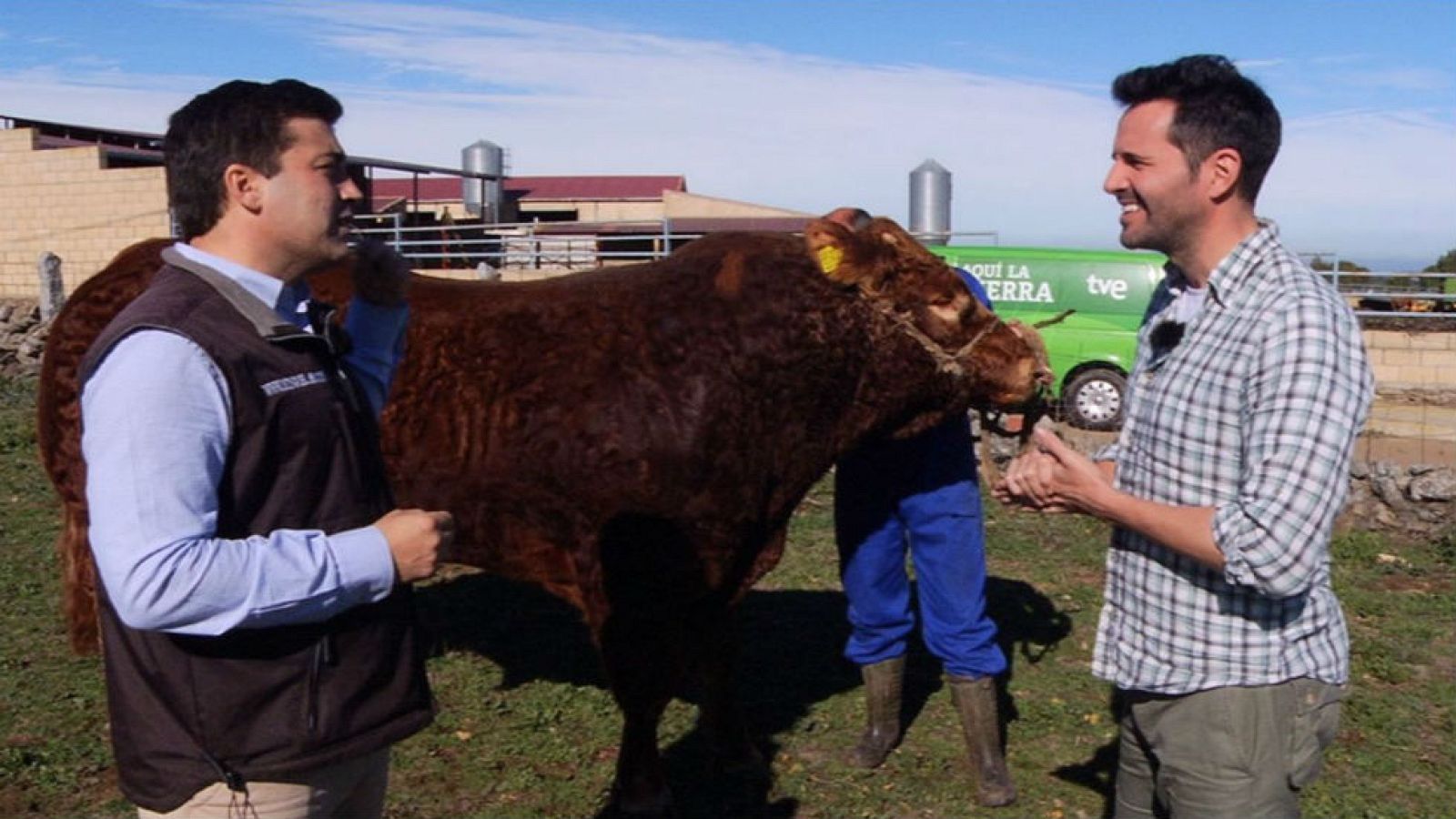 Foque, un toro único