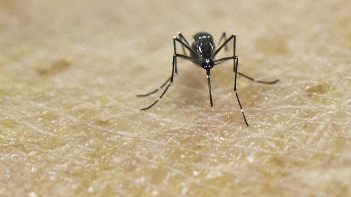 Telediario 1 - Galicia registra su primer caso de zika en una mujer embarazada que ha dado a luz