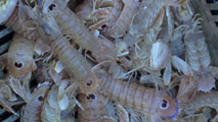 España Directo - Las galeras, un producto de moda