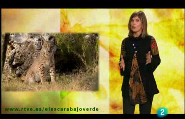 El escarabajo verde - Especies en alerta roja