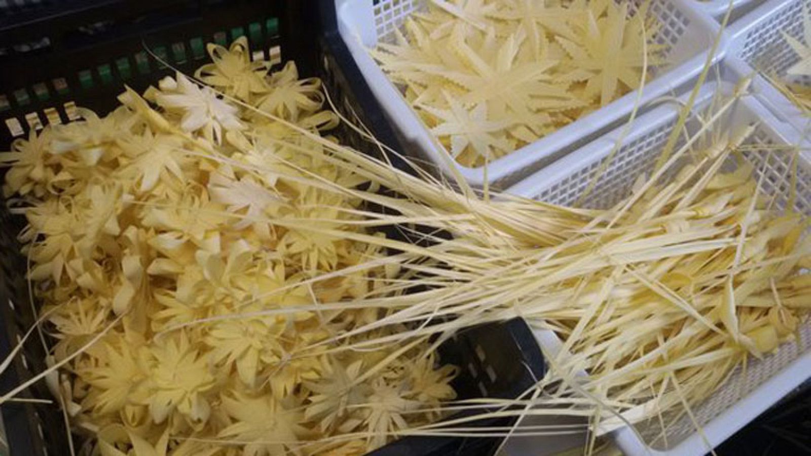 La palma blanca, un símbolo de la Semana Santa