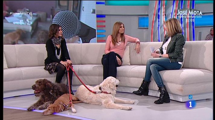 Barei visita 'La mañana' con sus tres perros