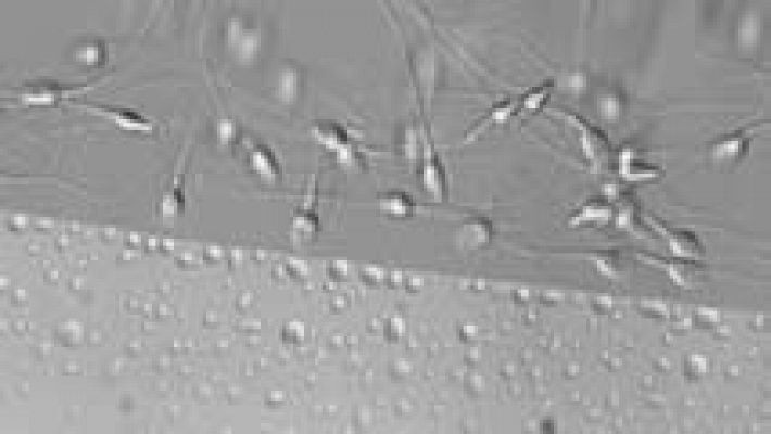 Telediario 1 - Tres de cada diez hombres en edad fértil tienen semen de mala calidad