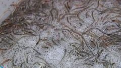 España Directo- La pesca de la angula