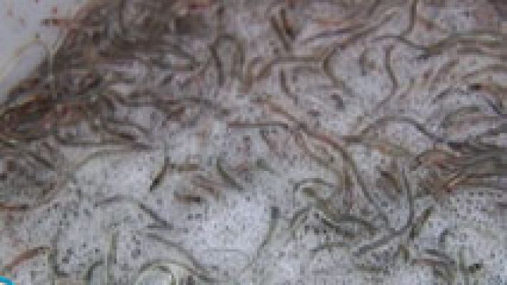 España Directo - La pesca de la angula